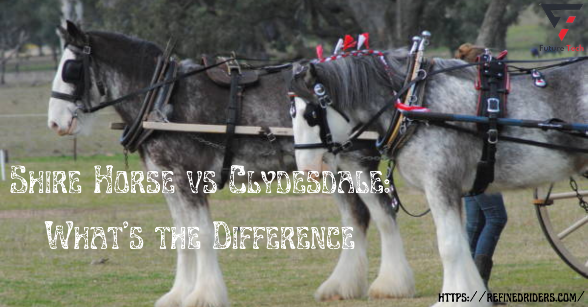 There are two breeds of horses: the Clydesdale is Scottish in history, while the Shire is of English descent.
