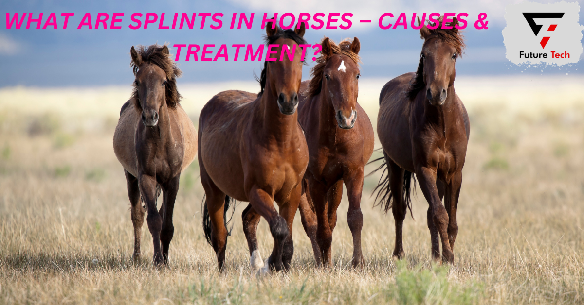 Splints in horses are caused by the ossification of a ligament between the splint and cannon bones, which can cause pain and inflammation.