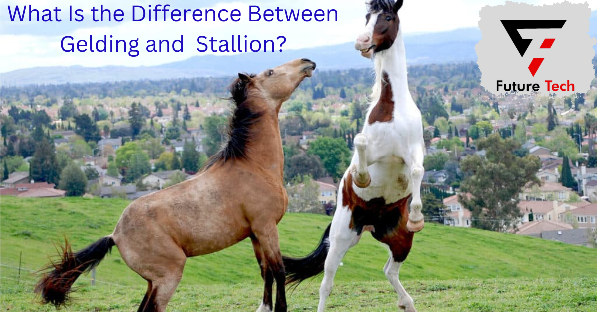 Horse lovers, breeders, and owners need to know the distinctions between gelding and stallion in the vast world of horse jargon.