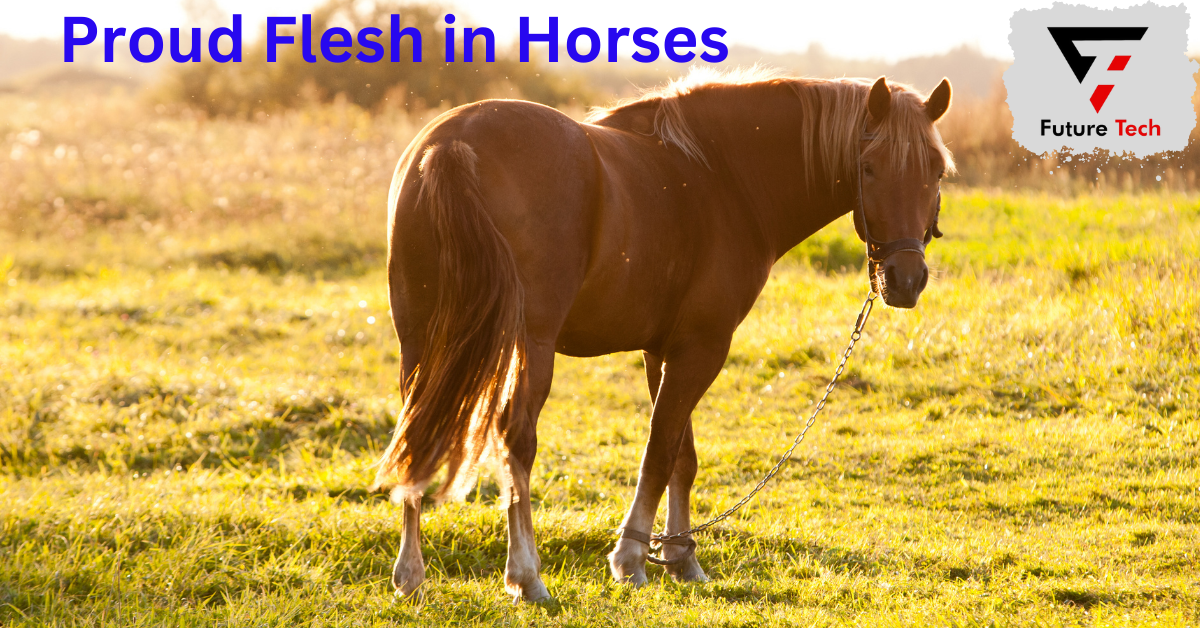 Proud flesh in horses is an excess of granulation tissue produced during wound healing. Its appearance is red, uneven, and cobblestone-like.