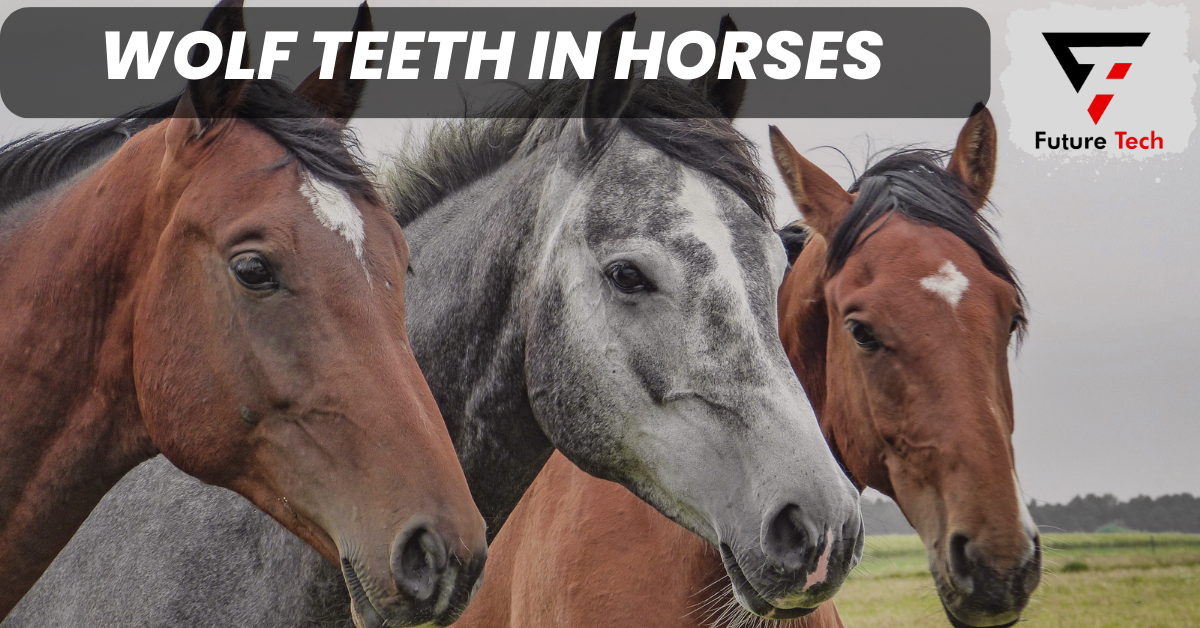 A Thorough examination of wolf teeth in horses emphasizes essential details about their definition, morphology, frequency, and growth trends.