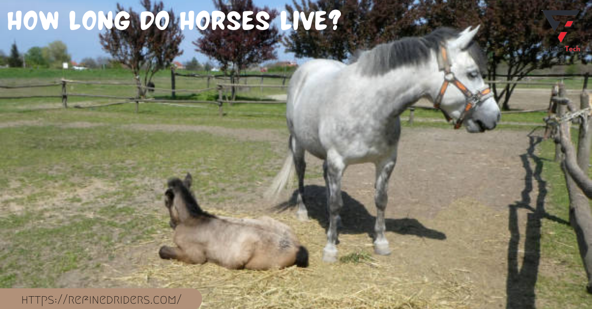 Horses usually live between 25 and 30 years, depending on their size, genetics, breeding, and level of care.