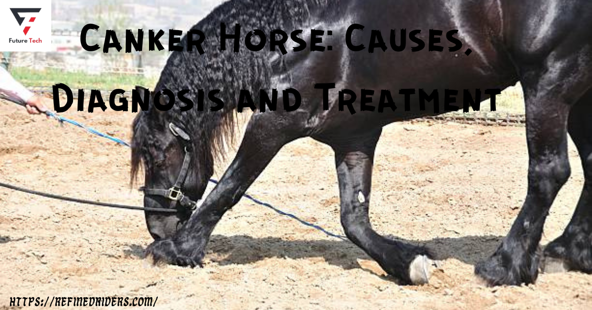 Canker is an infectious disease that affects one or more feet and causes horses' horns to become more significant over time.