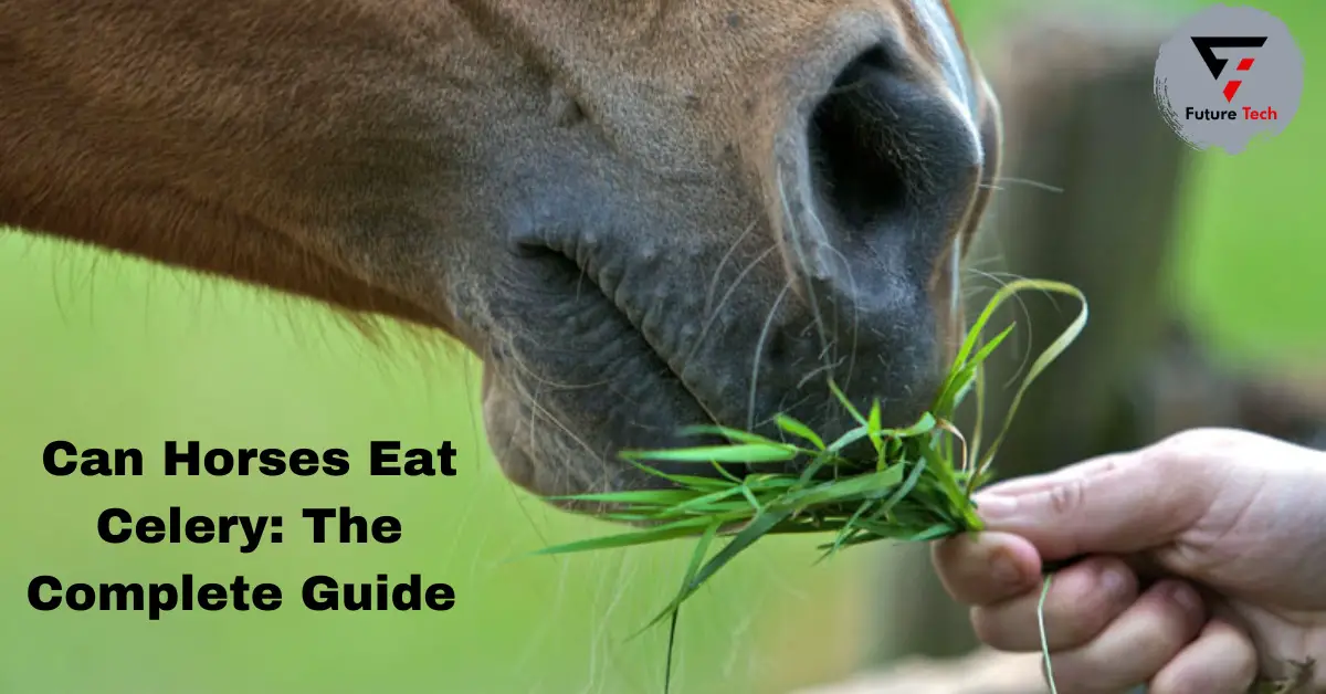 Can Horses Eat Celery? When eaten in moderation, celery constitutes a healthful vegetable that could be included in a horse's diet.